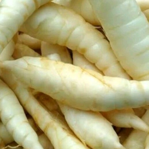 

Umbi Garut segar fresh 1 kilogram