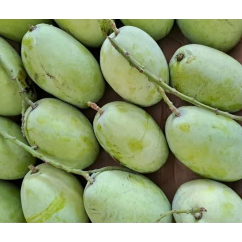 

mangga indramayu mengkel 1000 gram