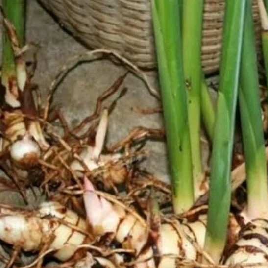 Bibit Laos Merah /Laos Putih (Dapur)