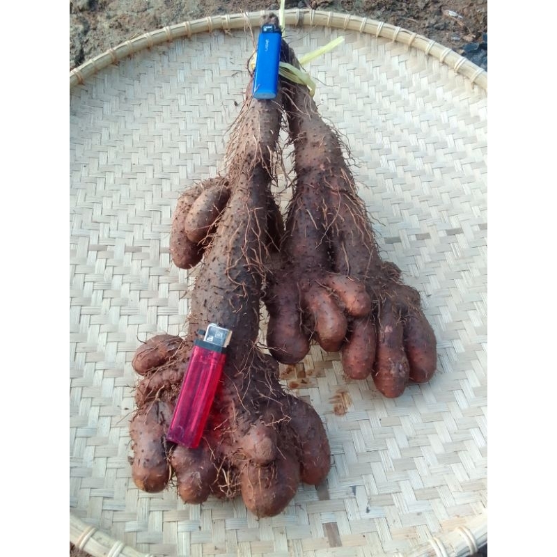 

gadung Wulung/hitam super jumbo