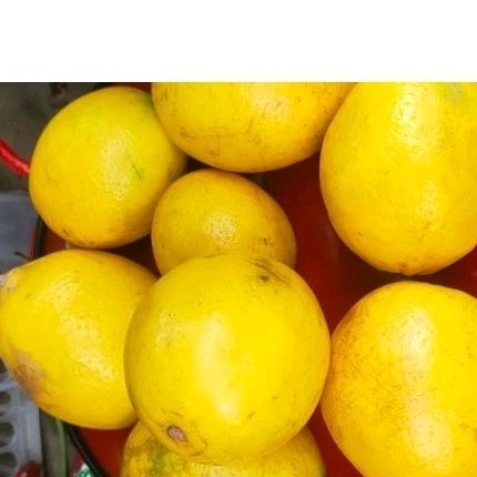 

Lemon California