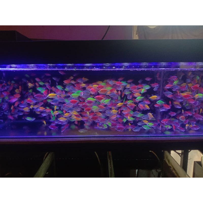 ORNAMEN HIASAN AQUARIUM GLOFISH TETRA