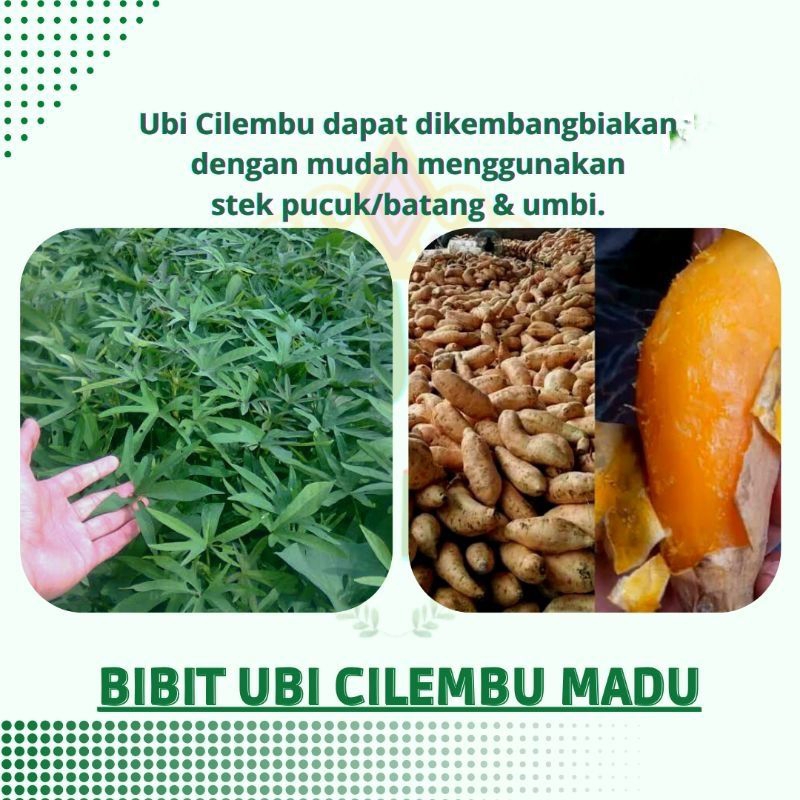 

STEK UBI CILEMBU MADU 250 GRAM