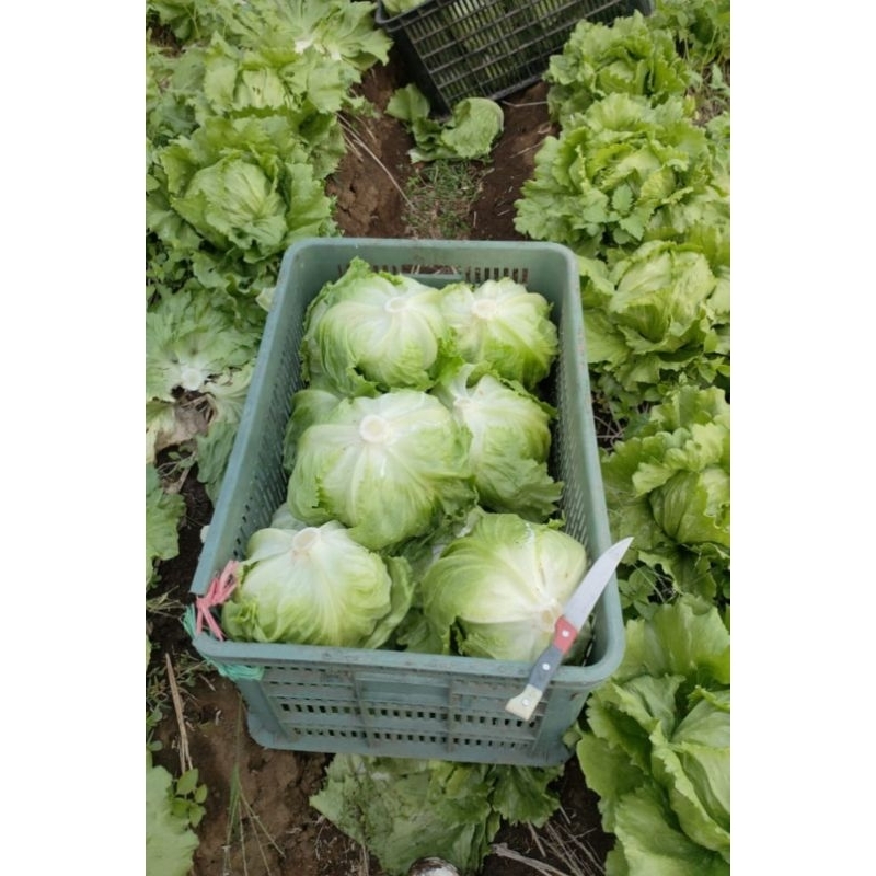 

Lettuce Head Fresh (khusus instand)