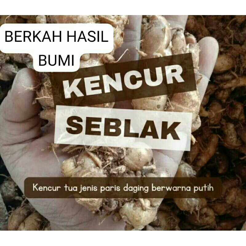 

OBRAL MURAH!!!1kg KENCUR PARIS SEBLAK FUL TUA