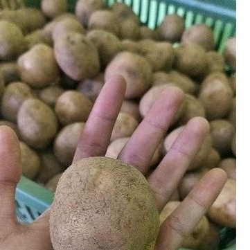 

Kentang Besar 500 gram