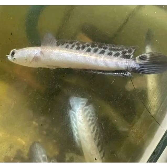 ( Maru Ys ) yellow sentarum sortiran bahan terbaik