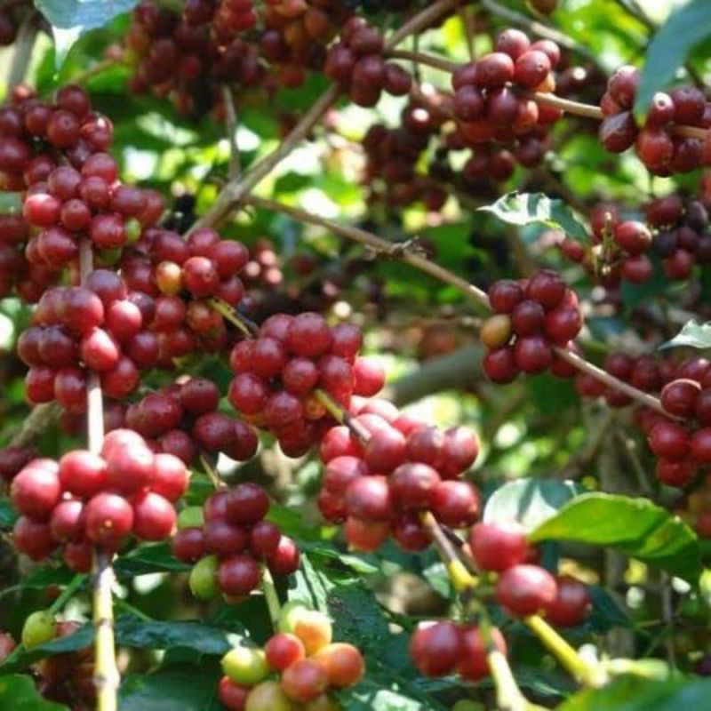 

ROBUSTA COFFEE PREMIUM/Java Grade A Natural