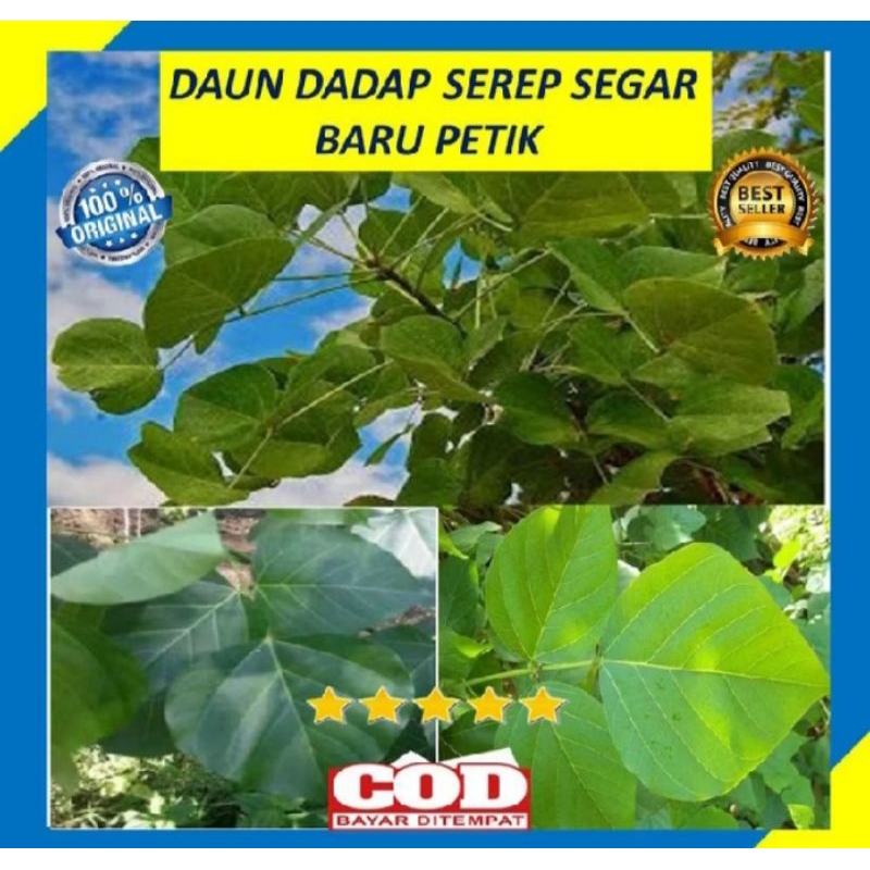 

250GRAM DAUN DADAP SEREP SEGAR HERBAL ORGANIK