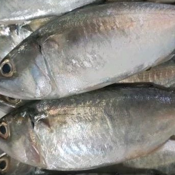 

ikan Salem 500g