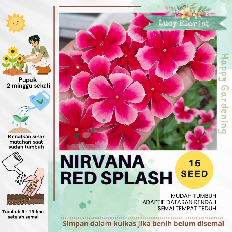 Vinca NIRVANA RED SPLASH isi 15 benih / benih bunga vinca