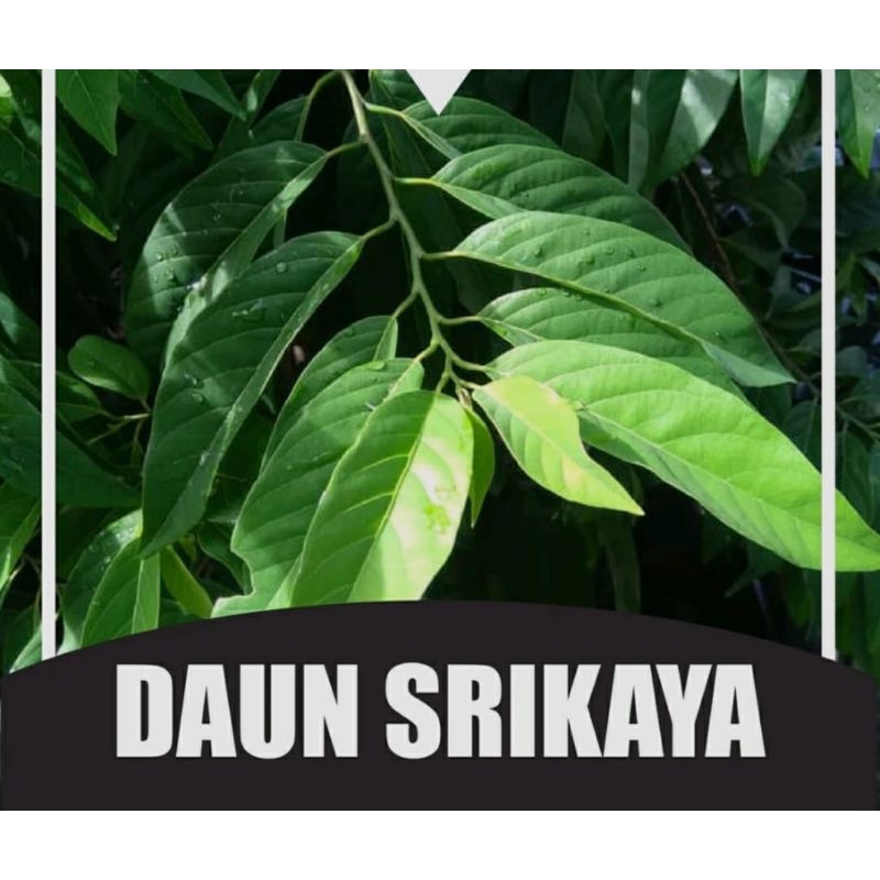 

100 LEMBAR DAUN SRIKAYA SEGAR