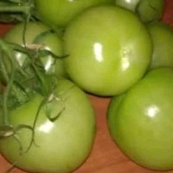 

Tomat Hijau