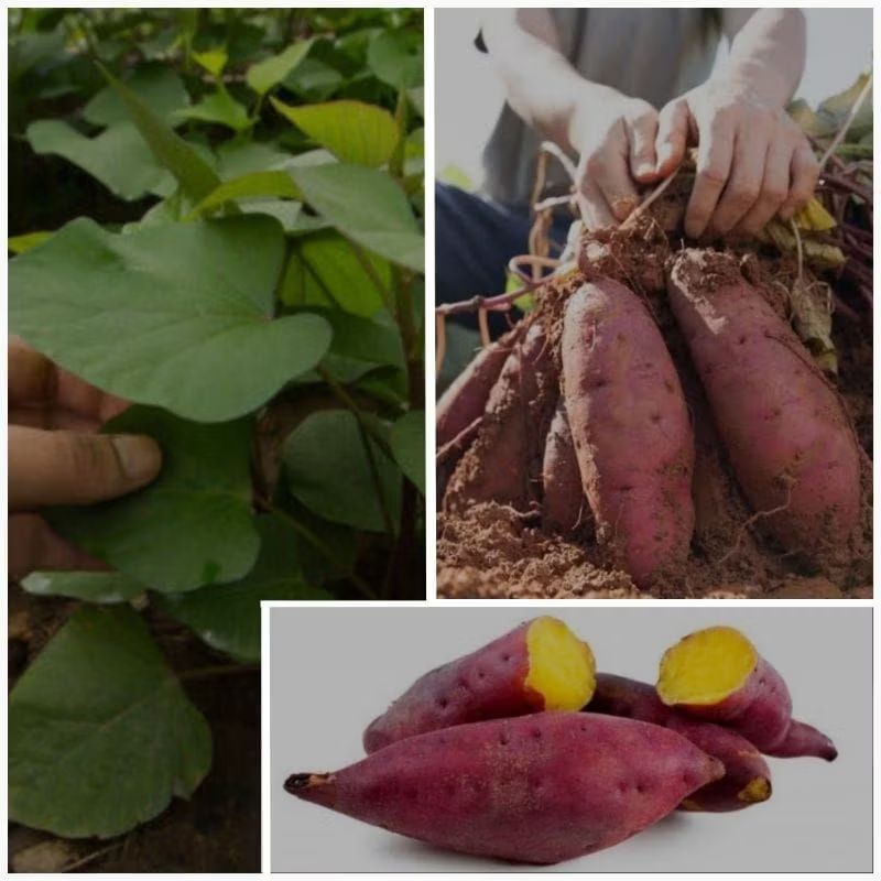 

STEK BIBIT UBI MERAH DALAM WARNA KUNING 250 GRAM