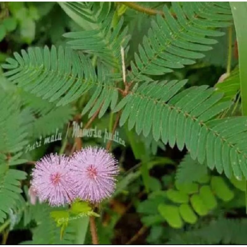 

100 GRAM DAUN PUTRI MALU SEGAR