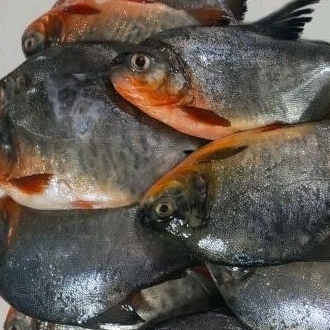 

ikan bawal 500g