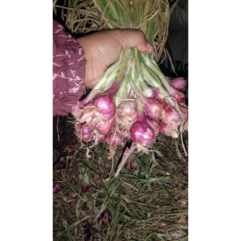 

bawang merah dan daunnya 500gr