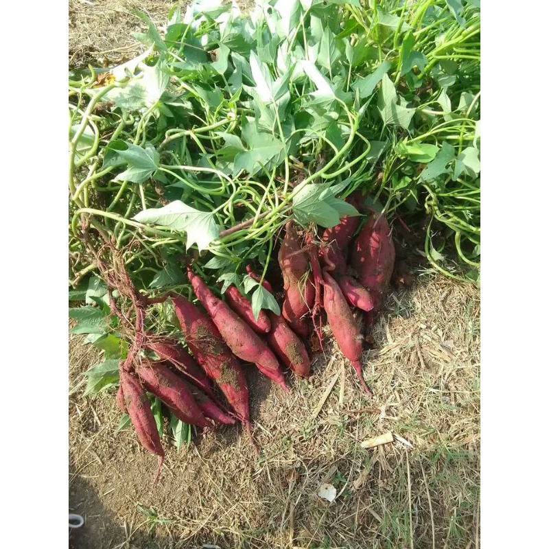 

Ubi jalar ungu organik fresh dari petani 1kg obral