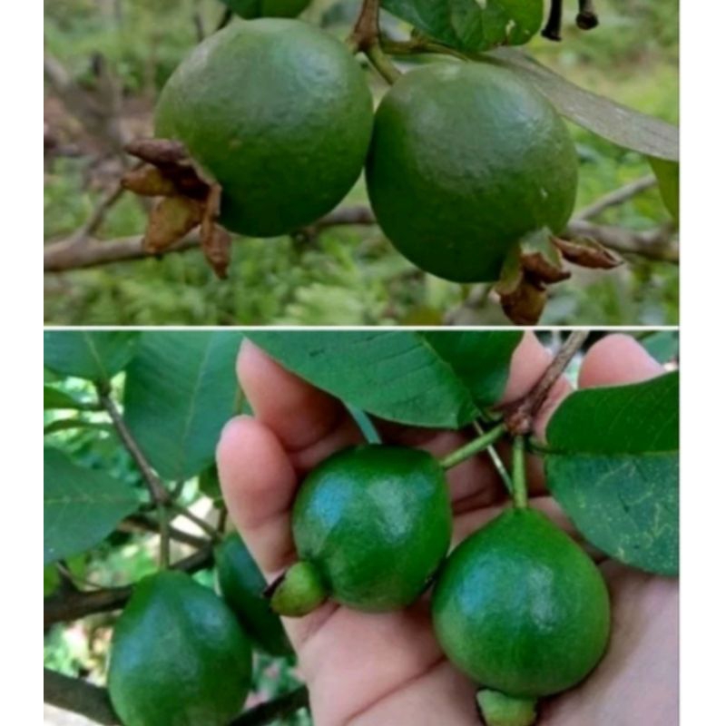 

Buah jambu muda/pentil buah jambu