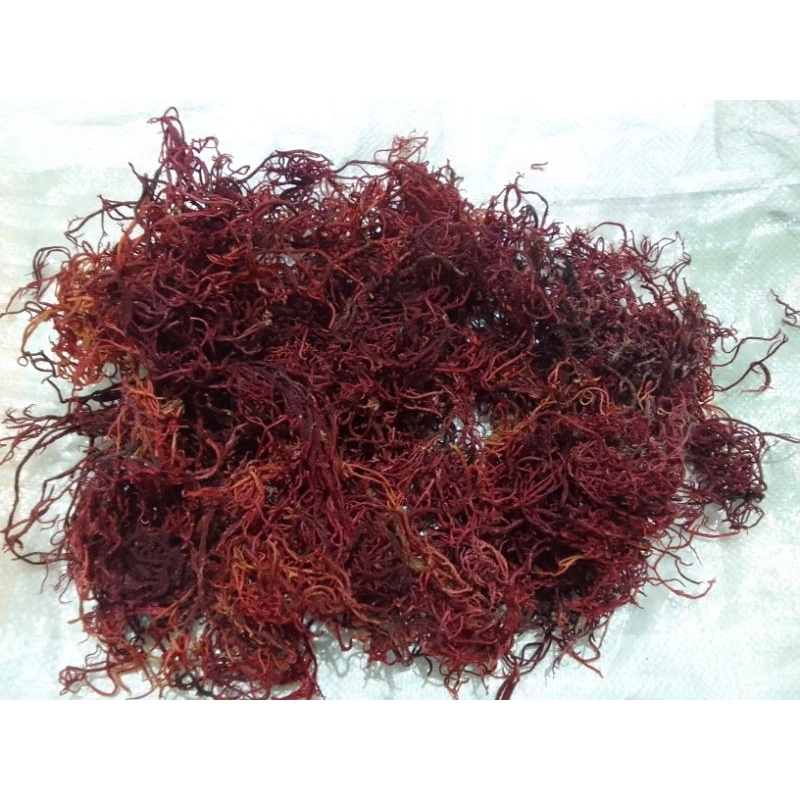 

Ay00! Rumput Laut Merah Kering 500g Tanpa Pengawet