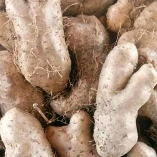 

Ubi Gembili Super 1 Kilogram