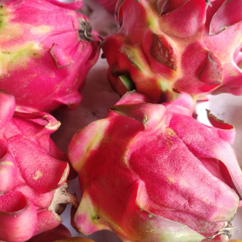 

Buah Naga Merah Super Fresh 1kg
