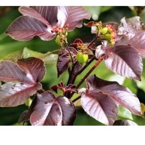

200 gram daun jarak merah organik