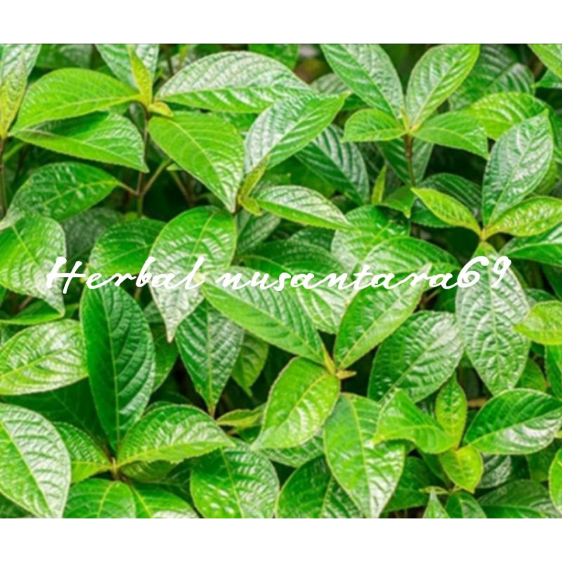 

Daun pecah beling segar 1kg murah