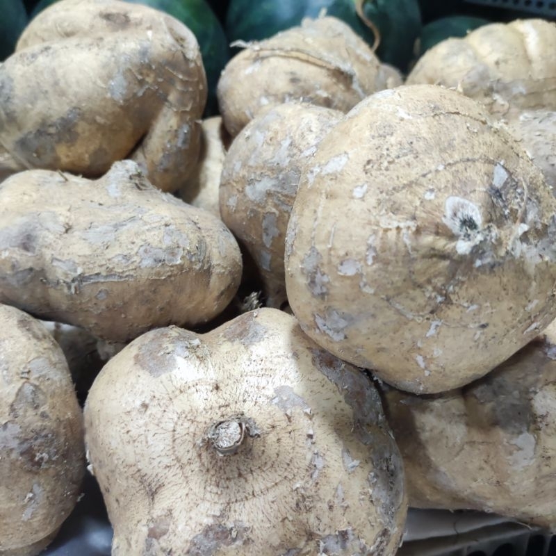 

Kirim Instan Buah Bengkoang / Bengkuang Fresh Baru Panen Murah Berkualitas 1kg