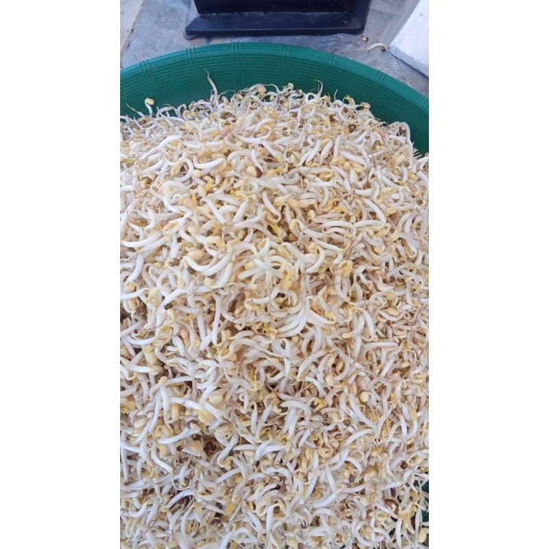 

#toge #tauge 100 gr.