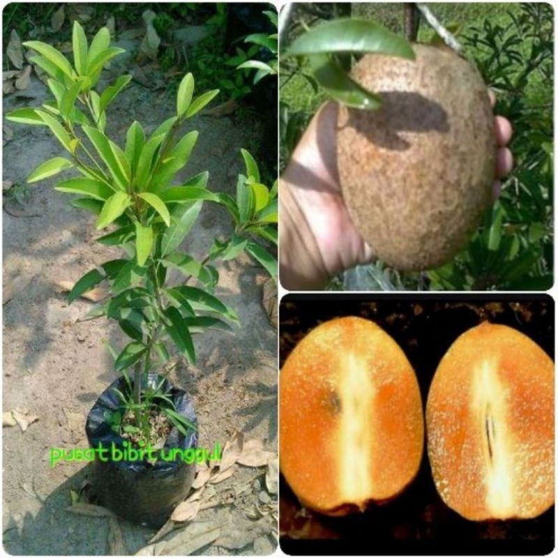 Bibit Sawo Jumbo Cangkok Siap Berbuah