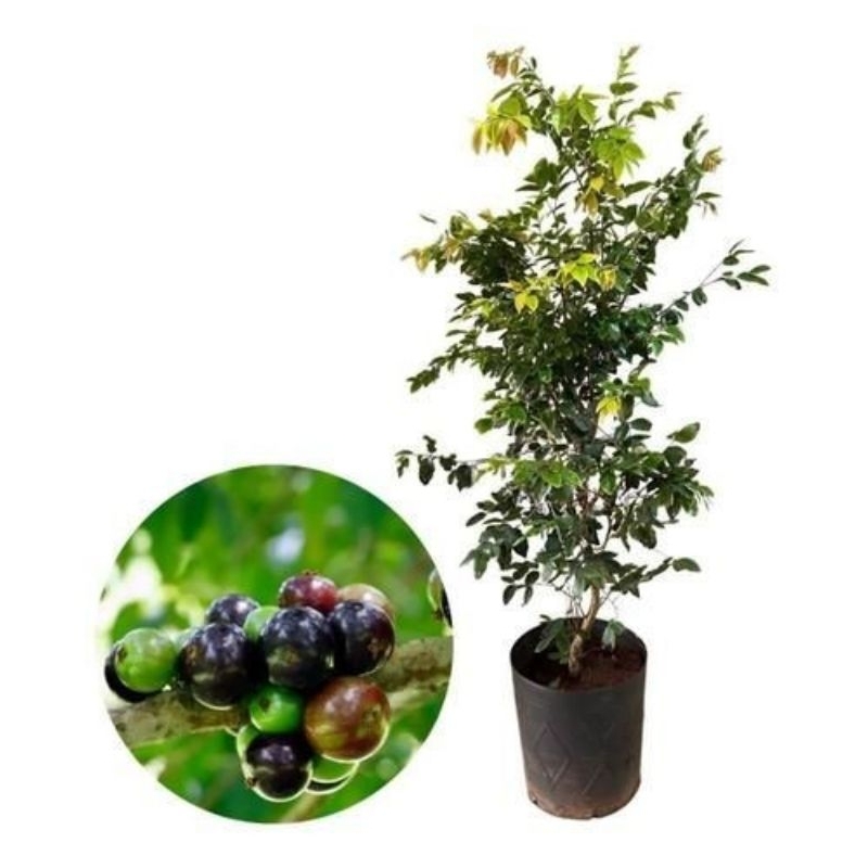 Bibit Anggur Brazil 1 Meter