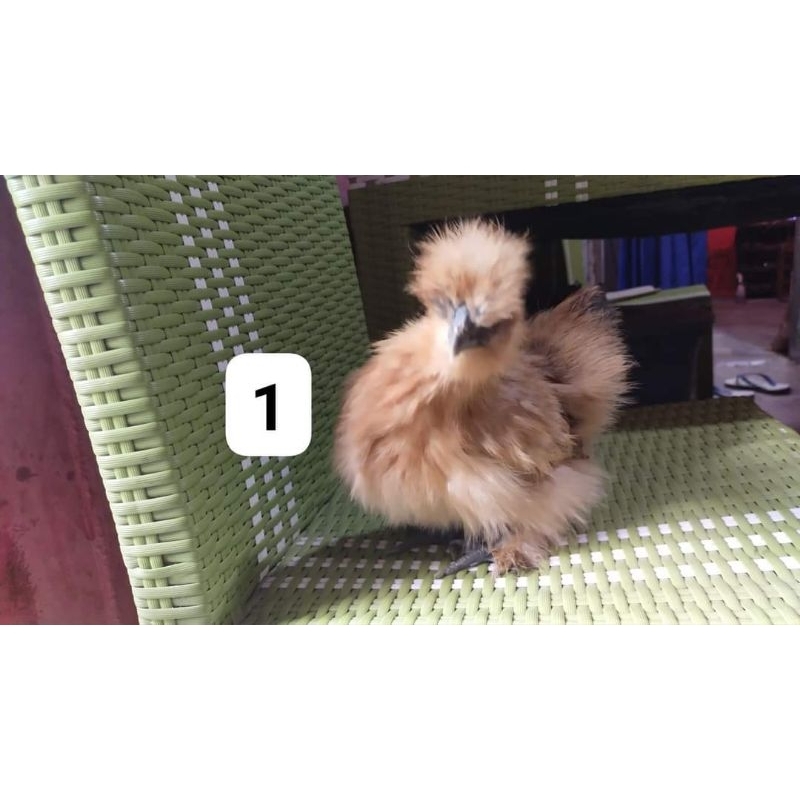 Ayam Hias American Silkie