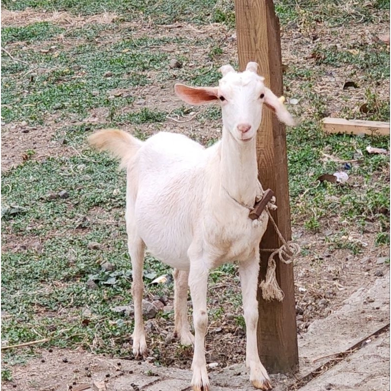 Kambing Sapera/ Saanen Filial 1 (F1) Betina