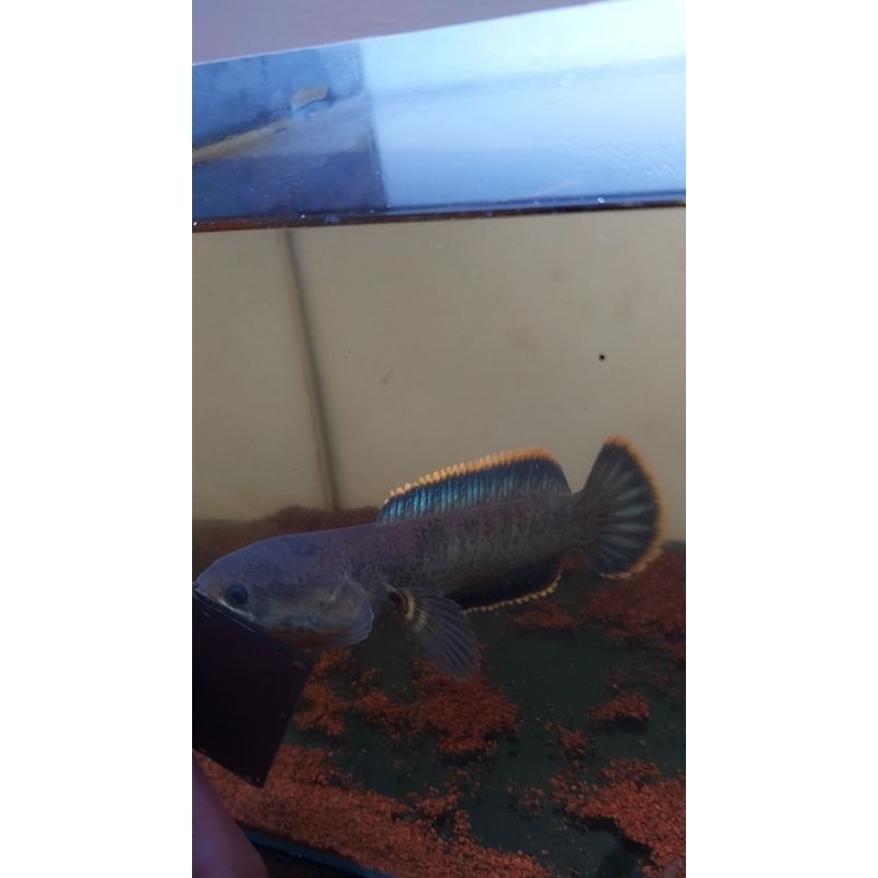 

Limbata singel tank flaring