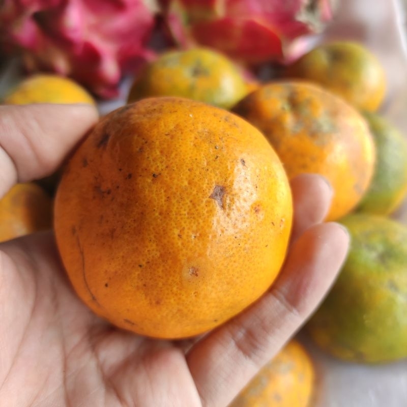 

Jeruk Madu Bali Manis 250 gram