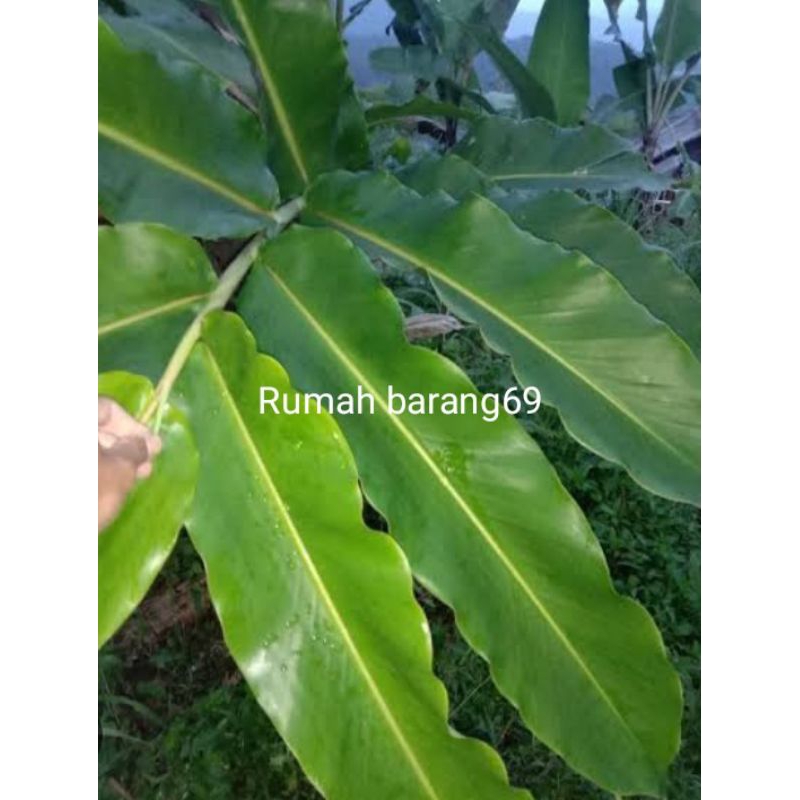 

Daun kecombrang hijau segar fres 500gr
