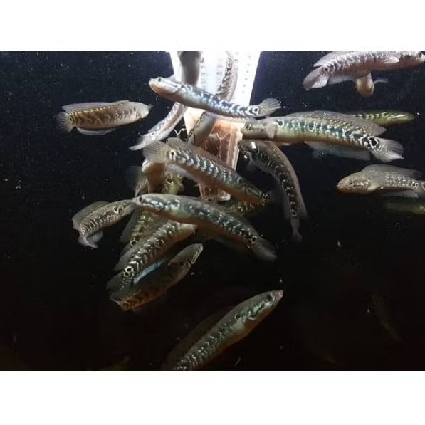 asiatica white spot/asiatica ws pure full mutiara bintik bintik free packing dan garansi