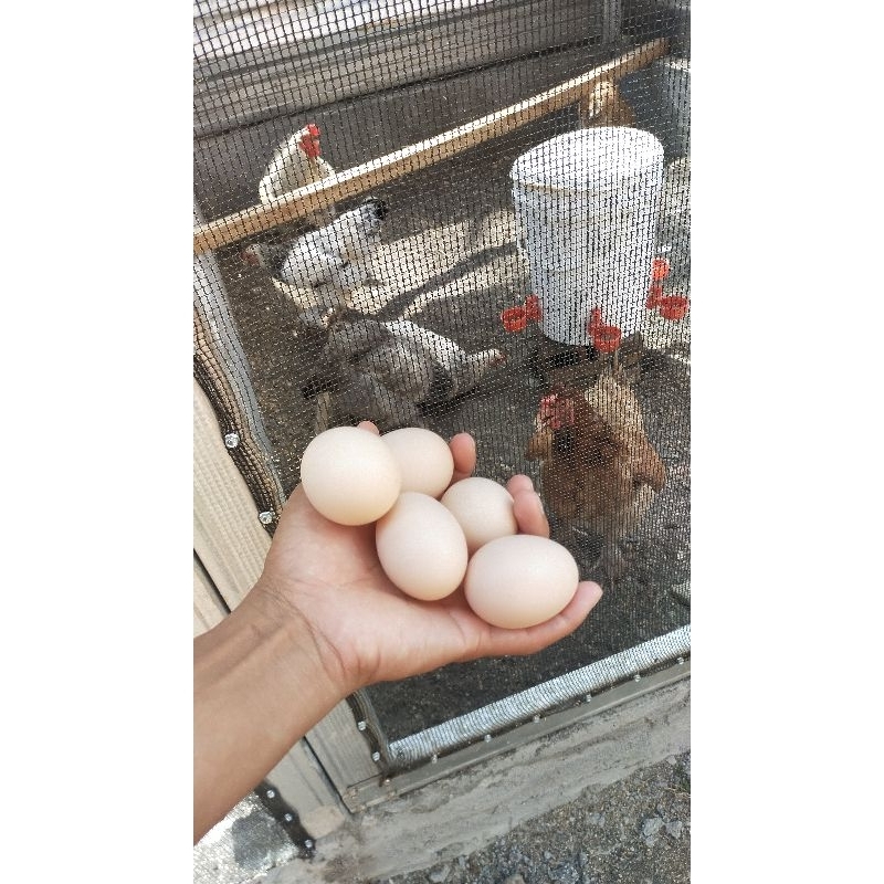Telur ayam Brahma Fertil