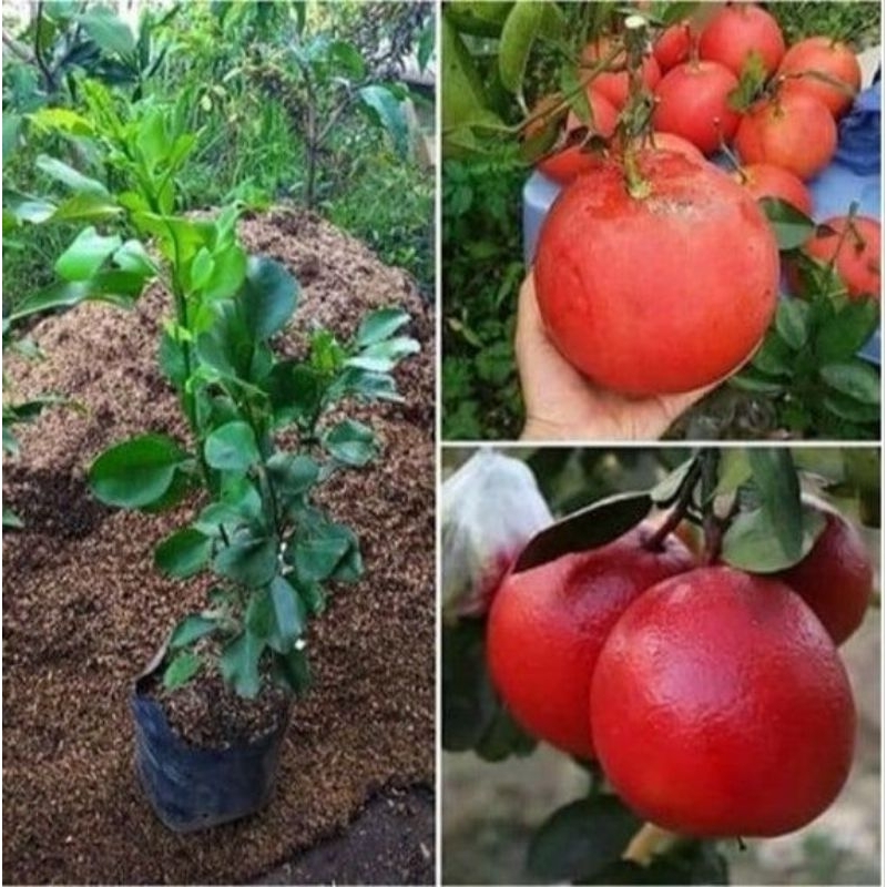 Bibit Jeruk Red Pamelo Okulasi Bibit Tanaman Jeruk Red Pamelo