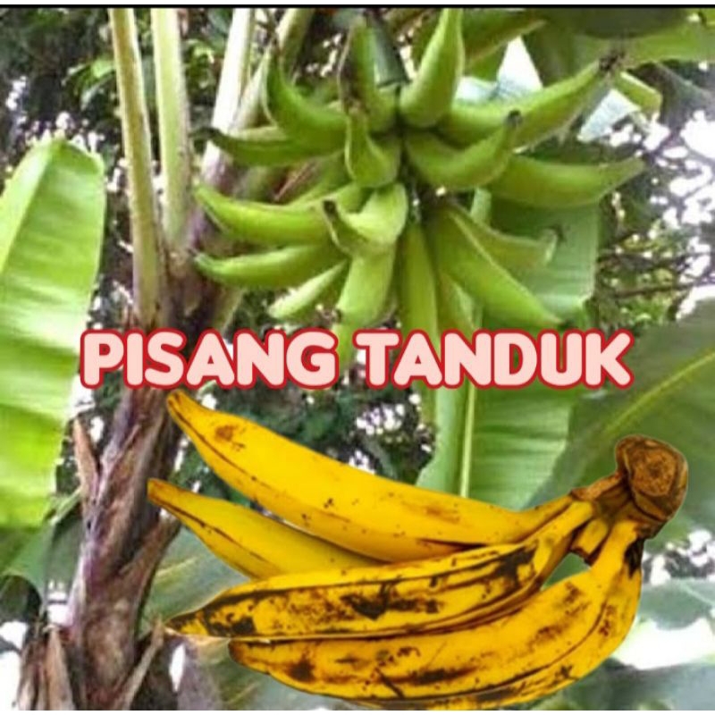 

pisang tanduk 1buah