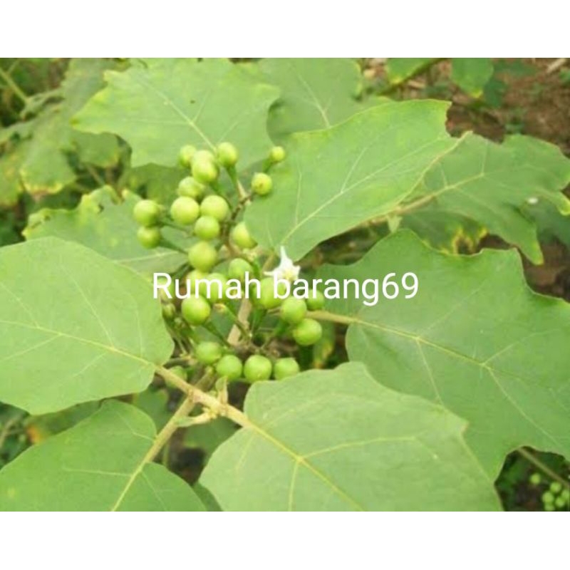 

Ready daun tatokak segar 500gr petik langsung