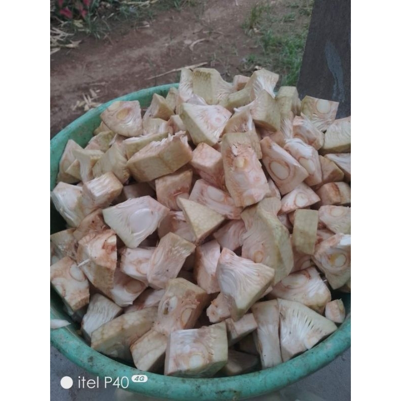 nangka muda 500 gram sudah direbus bersih siap masak Cilacap
