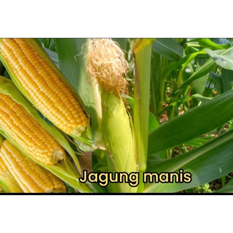 

jagung madu/jagung manis/jagung fresh 1 kg