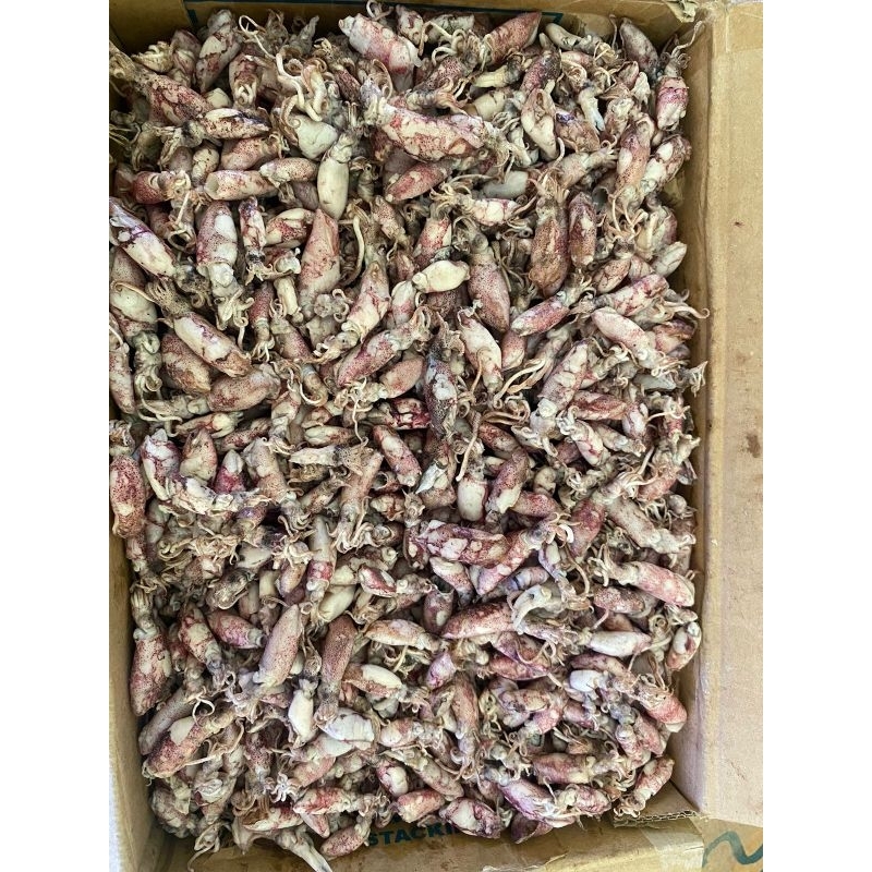 

ikan asin baby cumi 100gr