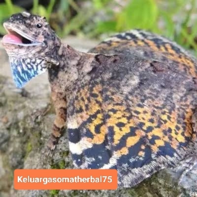 Flying Lizard/Tlarap/cicak terbang