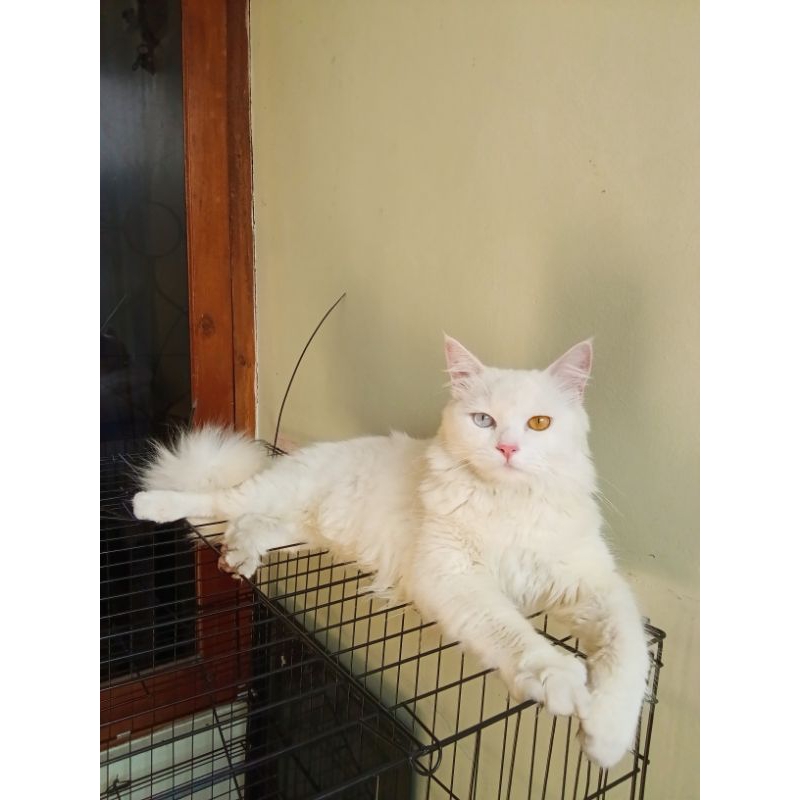 Kucing persia medium odd eye