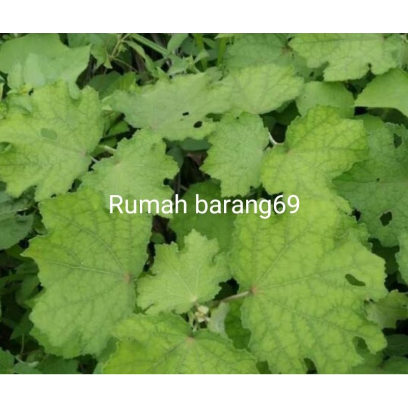 

250gr daun pulutan segar fres untuk herbal