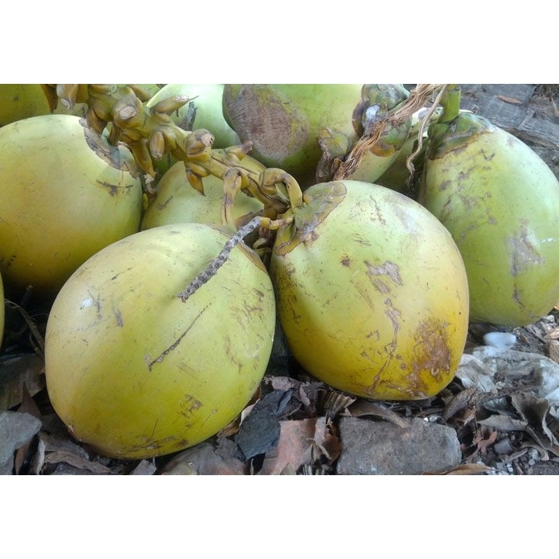 

Buah kelapa 1 biji