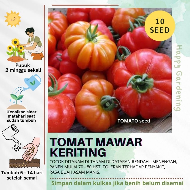 TOMAT MAWAR KERITING Isi 10 seed / biji tomat MAWAR
